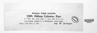 Oidium cydoniae image